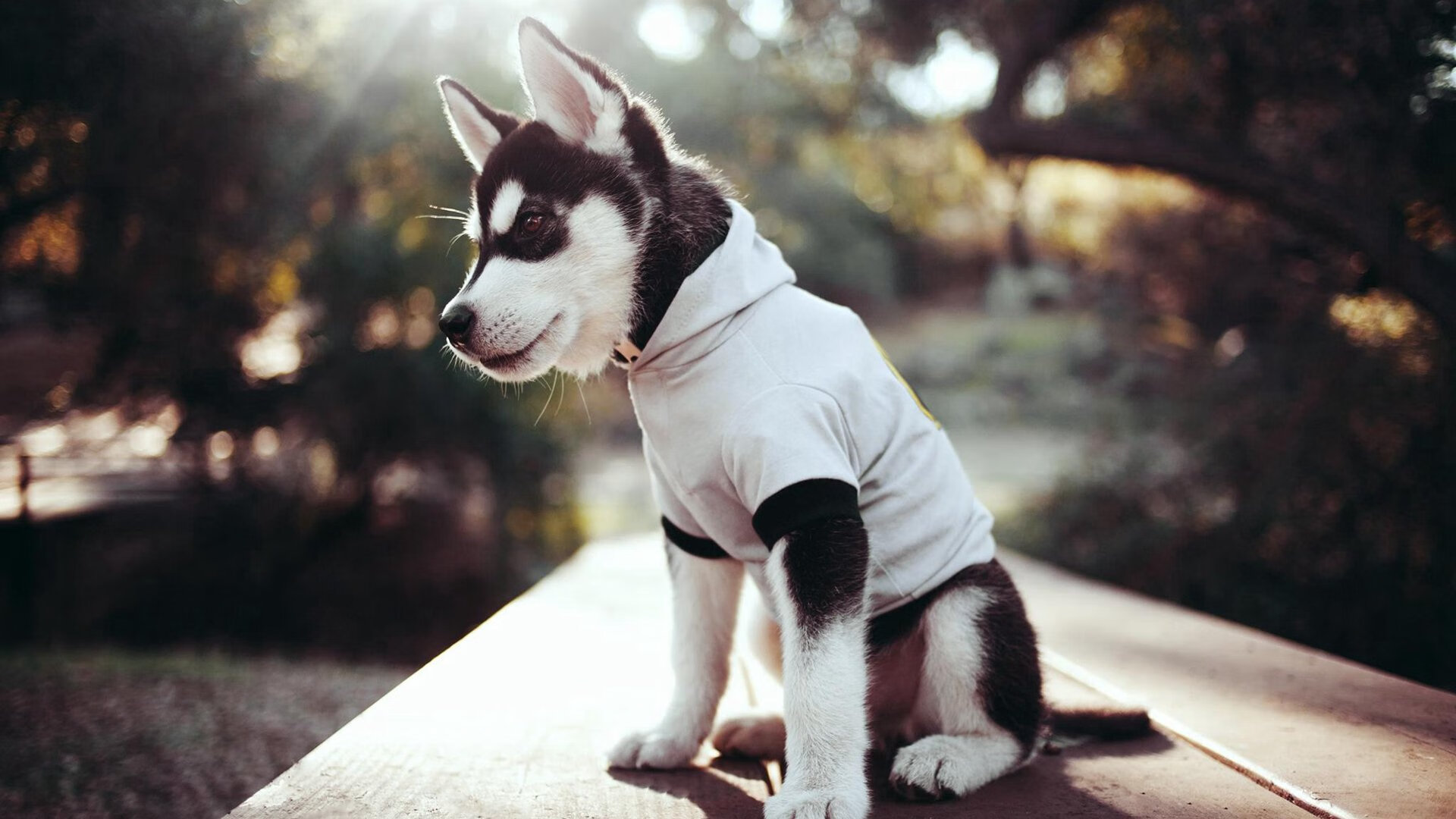 雷火电竞简介-范弗利特跨界主宰攻防转换，北京队奇迹淘汰步行者创历史