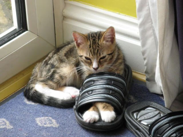 雷火电竞官网-卡塔尔资本皇马化世界杯，美加墨焦点战背后的足球权力新秩序