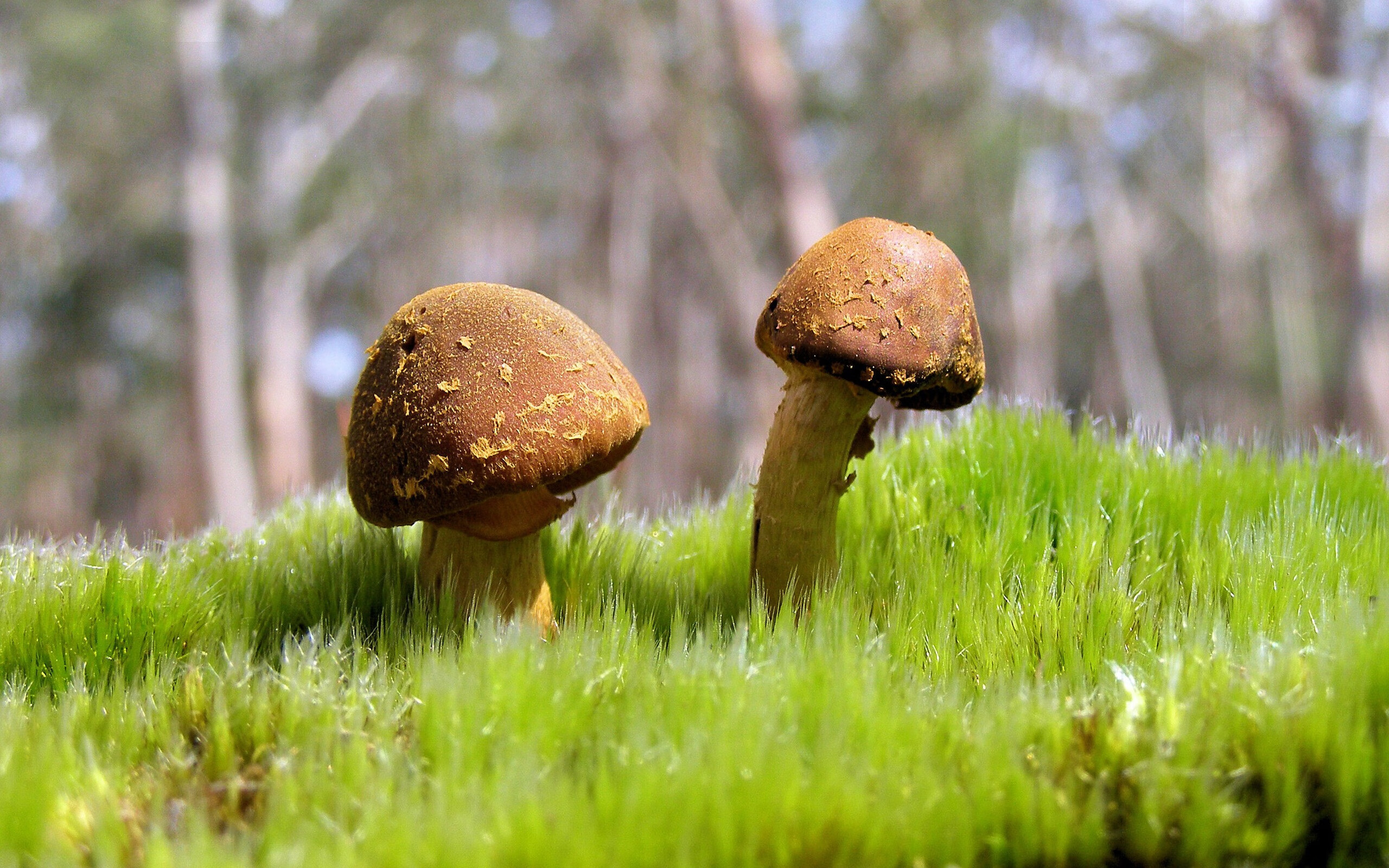 独行侠对阵黄蜂，字母哥的隐形掌控