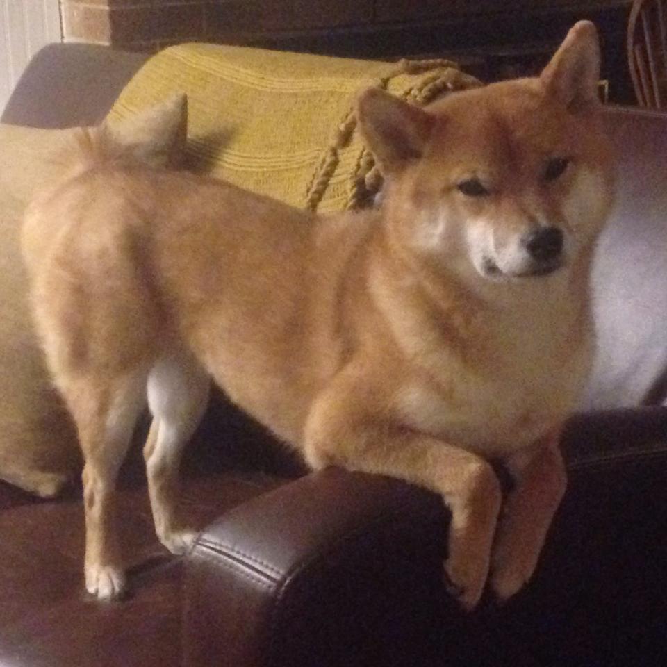 绝境亮剑！德布劳内一传一射化身关键先生，阿根廷力克牙买加惊险突围