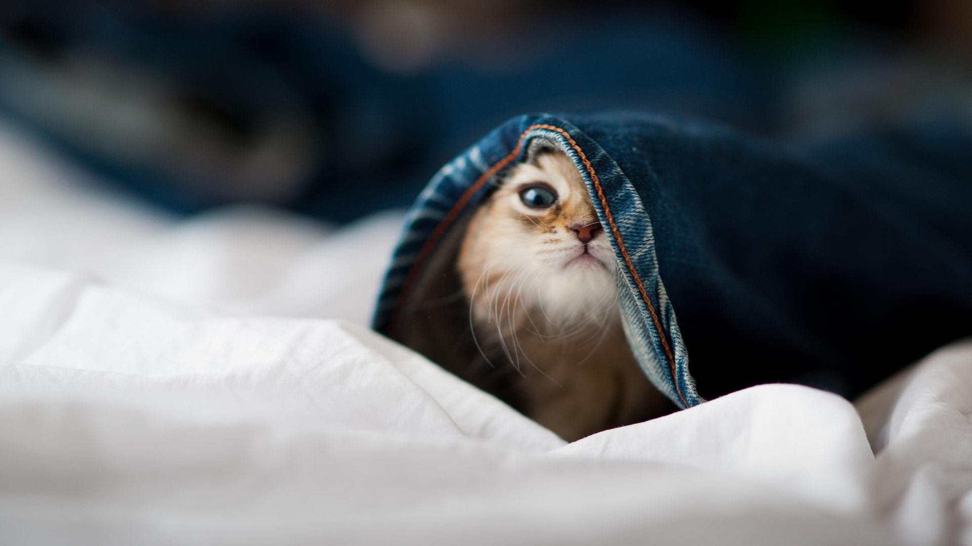 雷火电竞主播-1.钢铁防线！阿坎吉一夫当关，英格兰青春风暴止步土耳其之夜