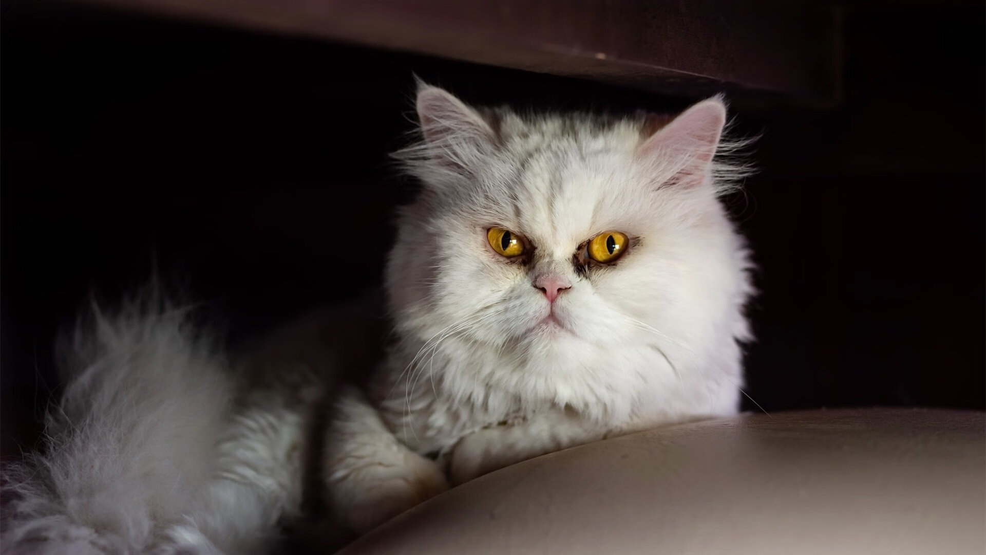 北欧铁闸,当瑞典踏平丹麦,门迪的稳定哲学如何征服绿茵战场