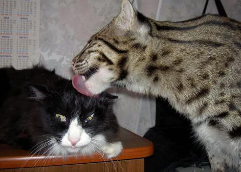 雷火电竞入驻-银箭与闪电，当F1街道赛上演丹麦对牙买加的跨世纪压制