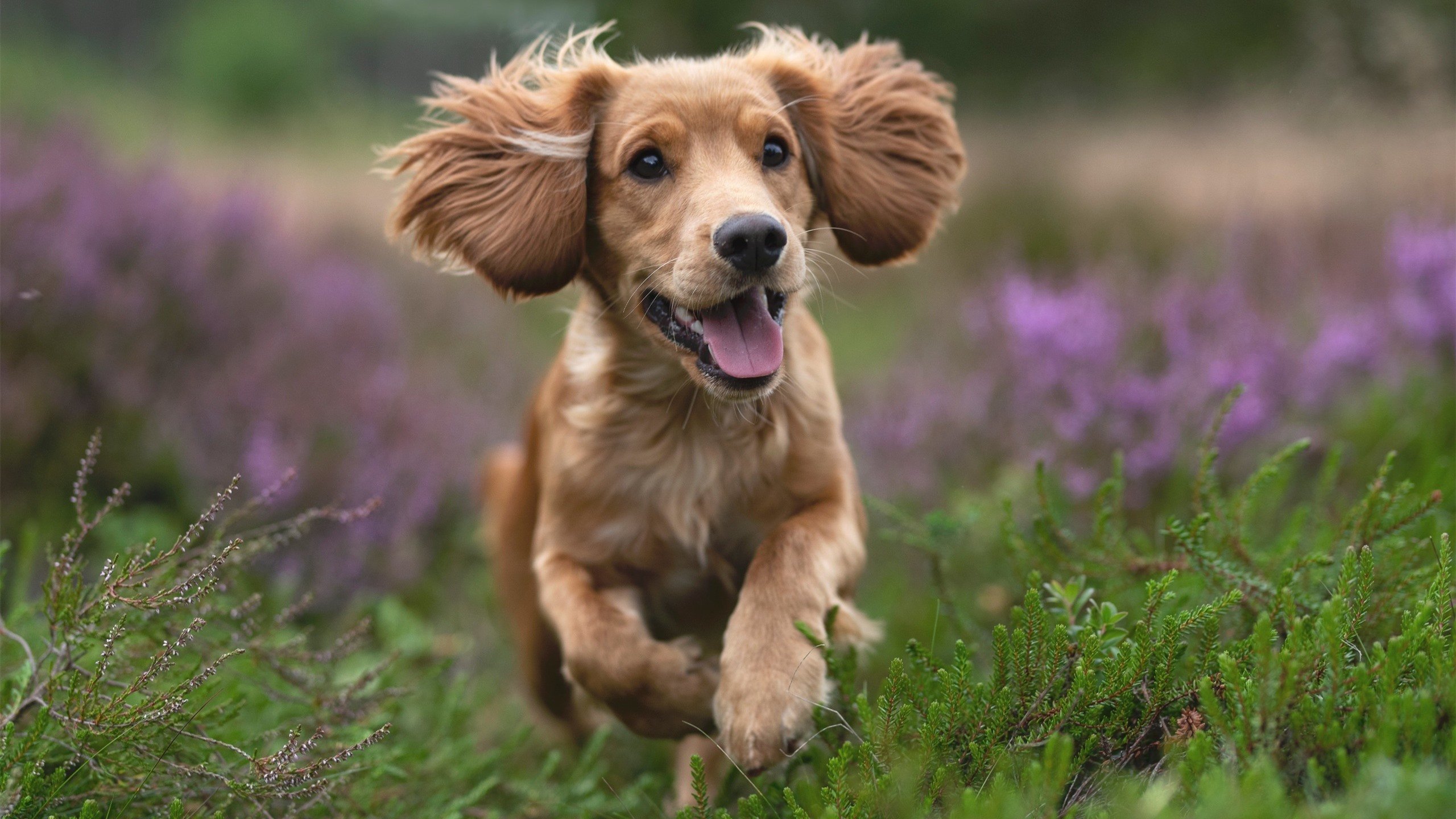 雷火电竞app-扩展思维过程