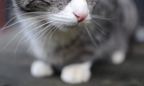 东决关键战之夜,卡拉斯科,那个在宿命转折点上拔剑的人