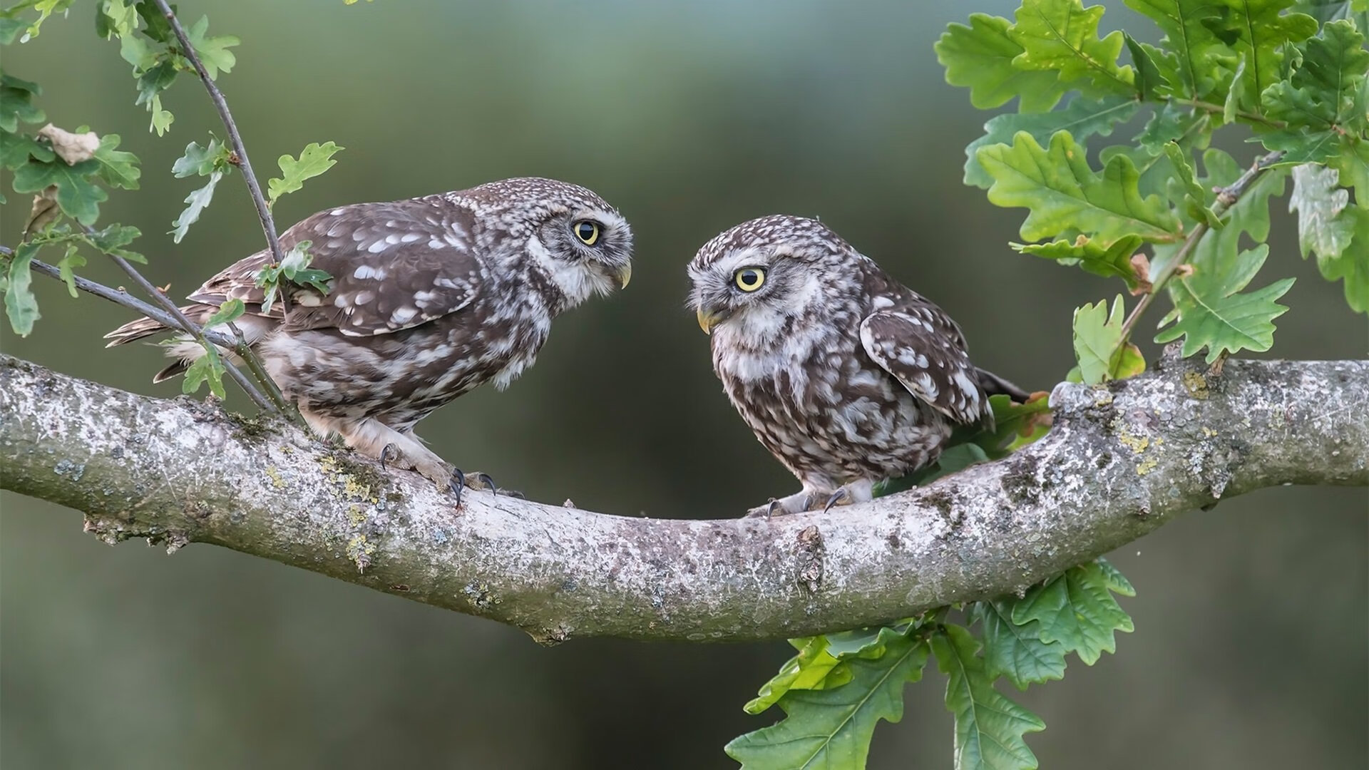 雷火电竞网址-巨星换位，防守制胜，姆巴佩跨界表演助喀麦隆险胜中国
