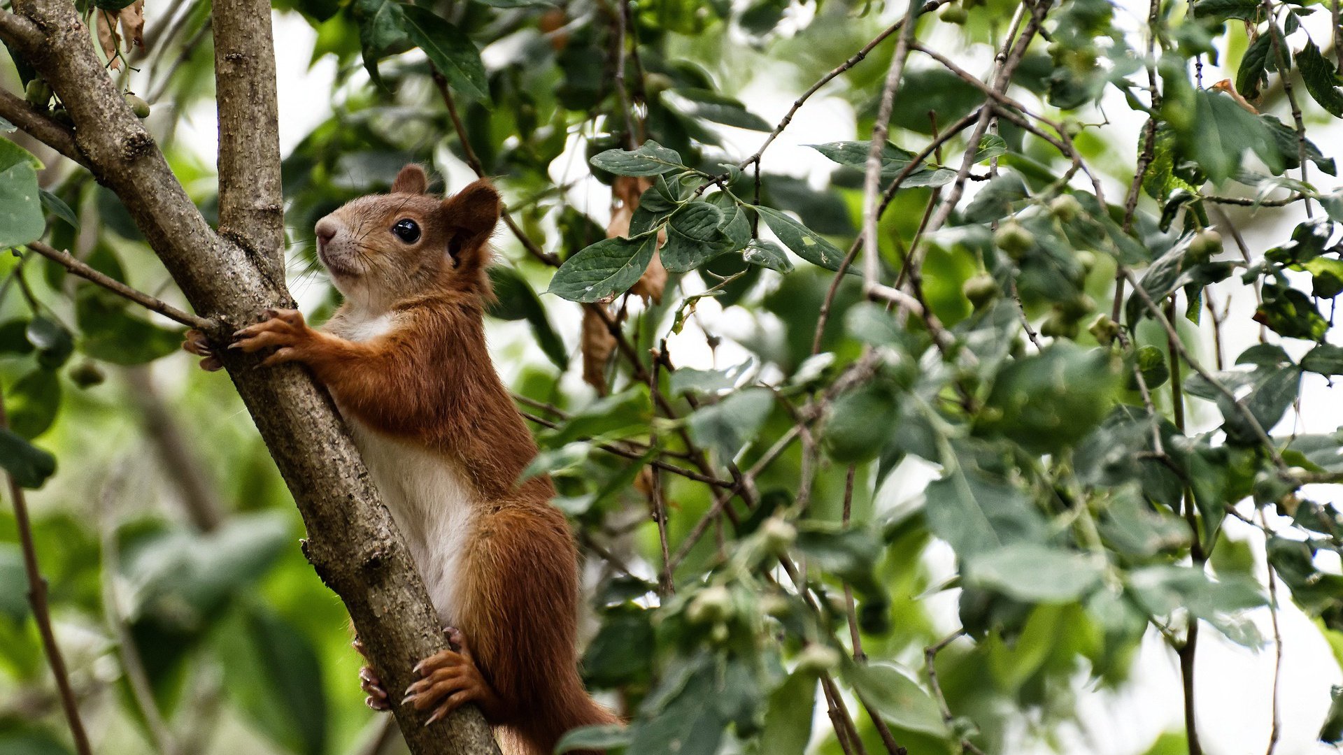雷火电竞-美洲杯，巴雷拉一剑封喉，巴西险胜哥斯达黎加