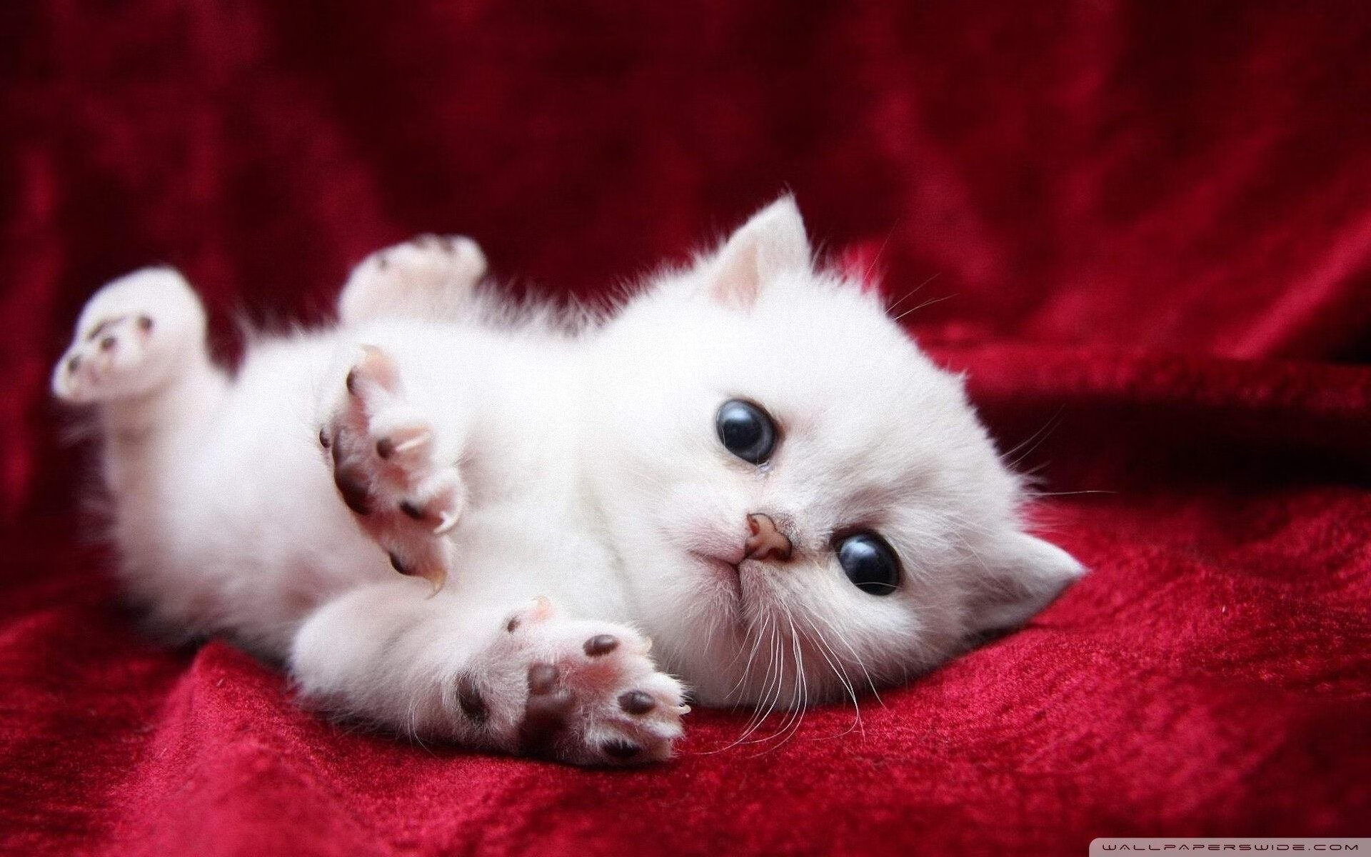 跨越重洋的冠军试炼，当伦纳德的沉默利刃切开黄浦江的夜幕