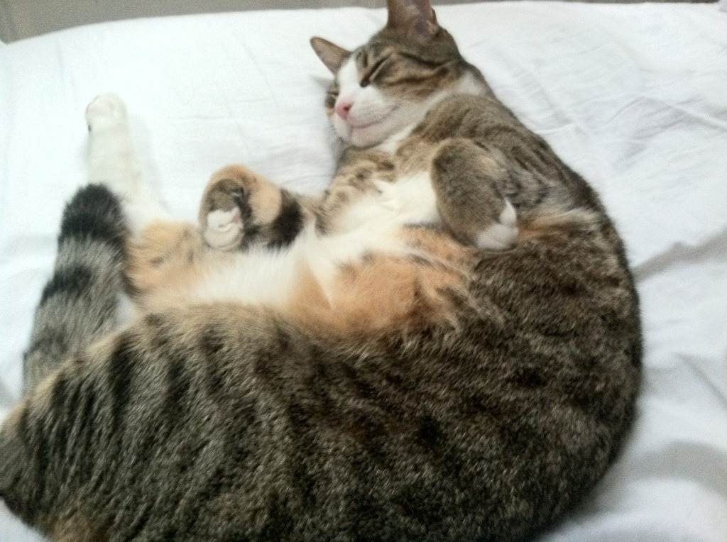 复仇与救赎，加纳终结十六年血泪史，德里赫特门前三秒封神