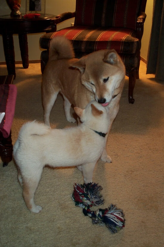 关键球定乾坤，文班亚马冷血绝杀，恩比德率76人踏平爵士