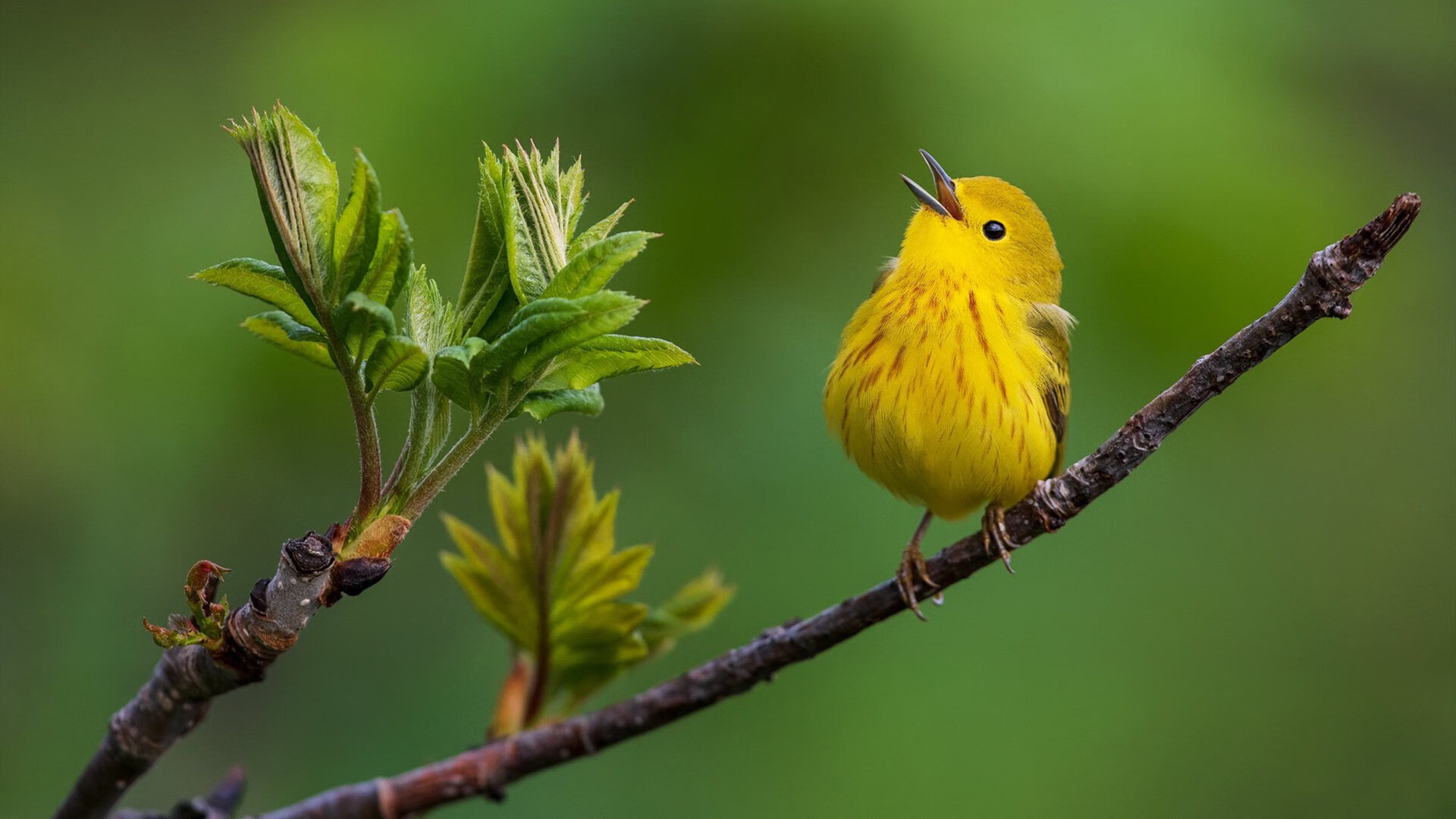 惊雷骤雨决战夜，字母哥定江山，雷霆险胜山西